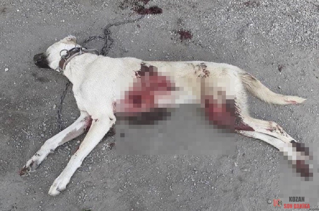 İki Köpek Bıçaklanarak Öldürüldü