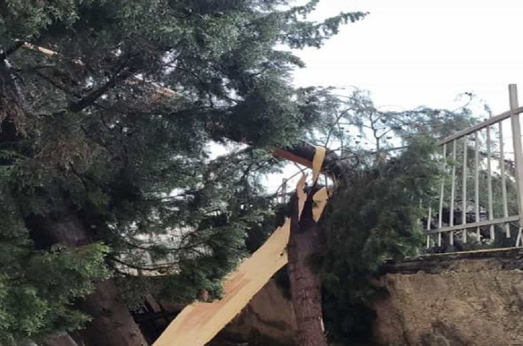 Etkili rüzgar okul bahçesindeki ağaçlara zarar verdi