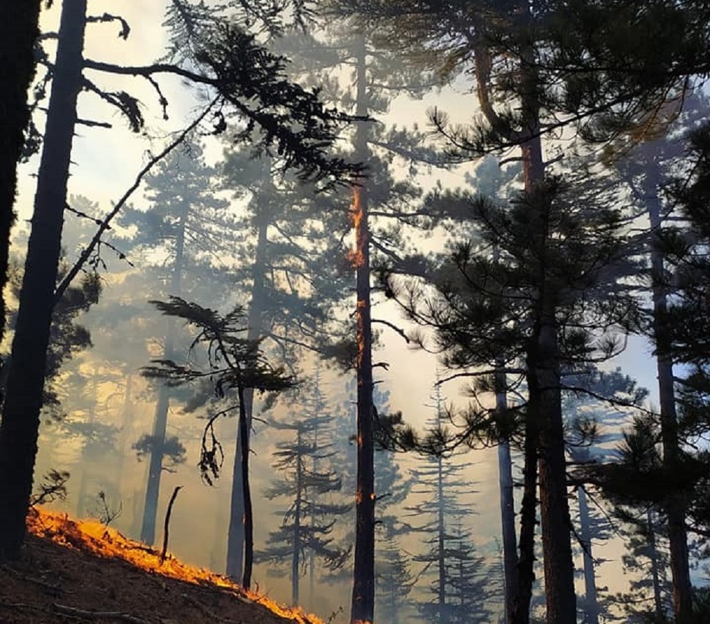 Kozan'da orman yagını