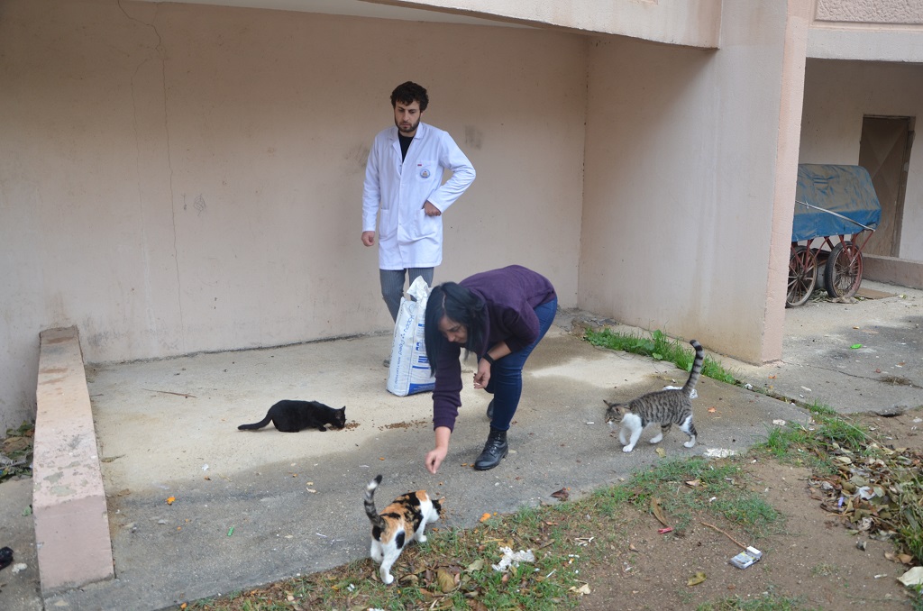Kozan Belediyesinden Sokak kedilerine mama desteği