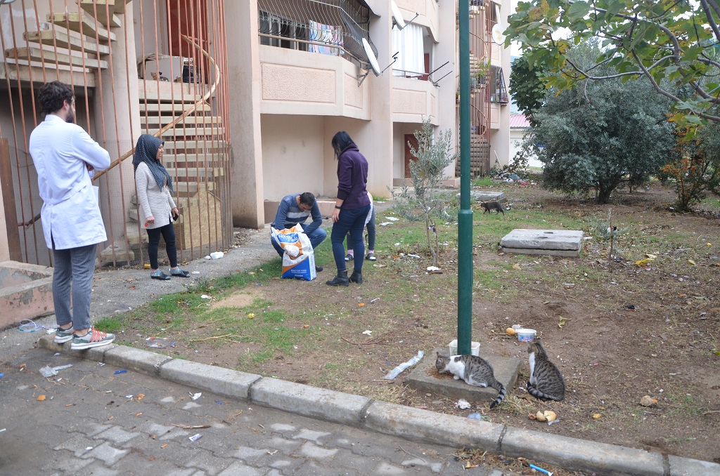Kozan Belediyesinden Sokak kedilerine mama desteği