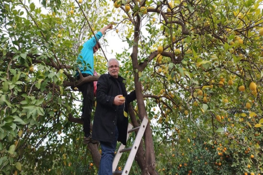 Kozan Belediyesi’ne Ait 7 Dönümlük Narenciye Bahçesinde Bulunan Ürünler Vatandaşlara Ücretsiz Bir Şekilde Dağıtıldı