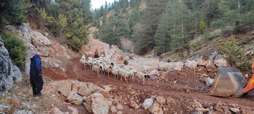 Yağmur Nedeniyle Mahsur Kalan 11 Çoban ve Sürüleri Kurtarıldı