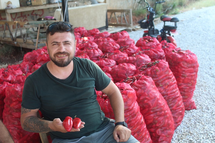 Salçalık Biber Tezgahlarda Yerini Aldı