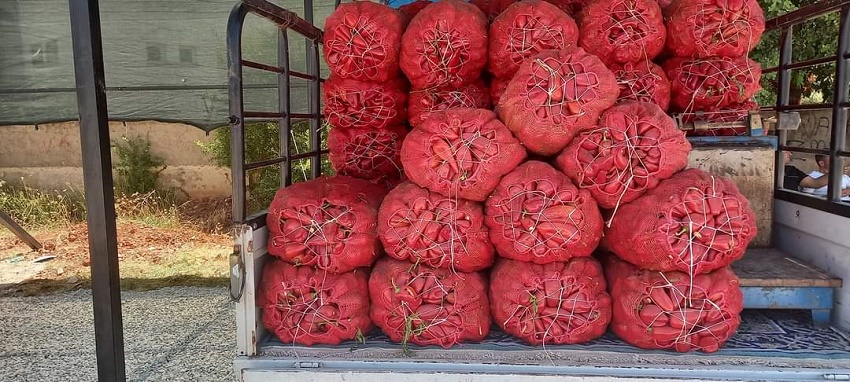 Salçalık Biber Tezgahlarda Yerini Aldı