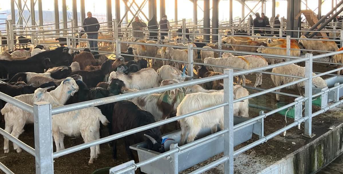 KOZAN HAYVAN PAZARI FAALİYETLERİNİ ARTAN YOĞUNLUKLA SÜRDÜRÜYOR