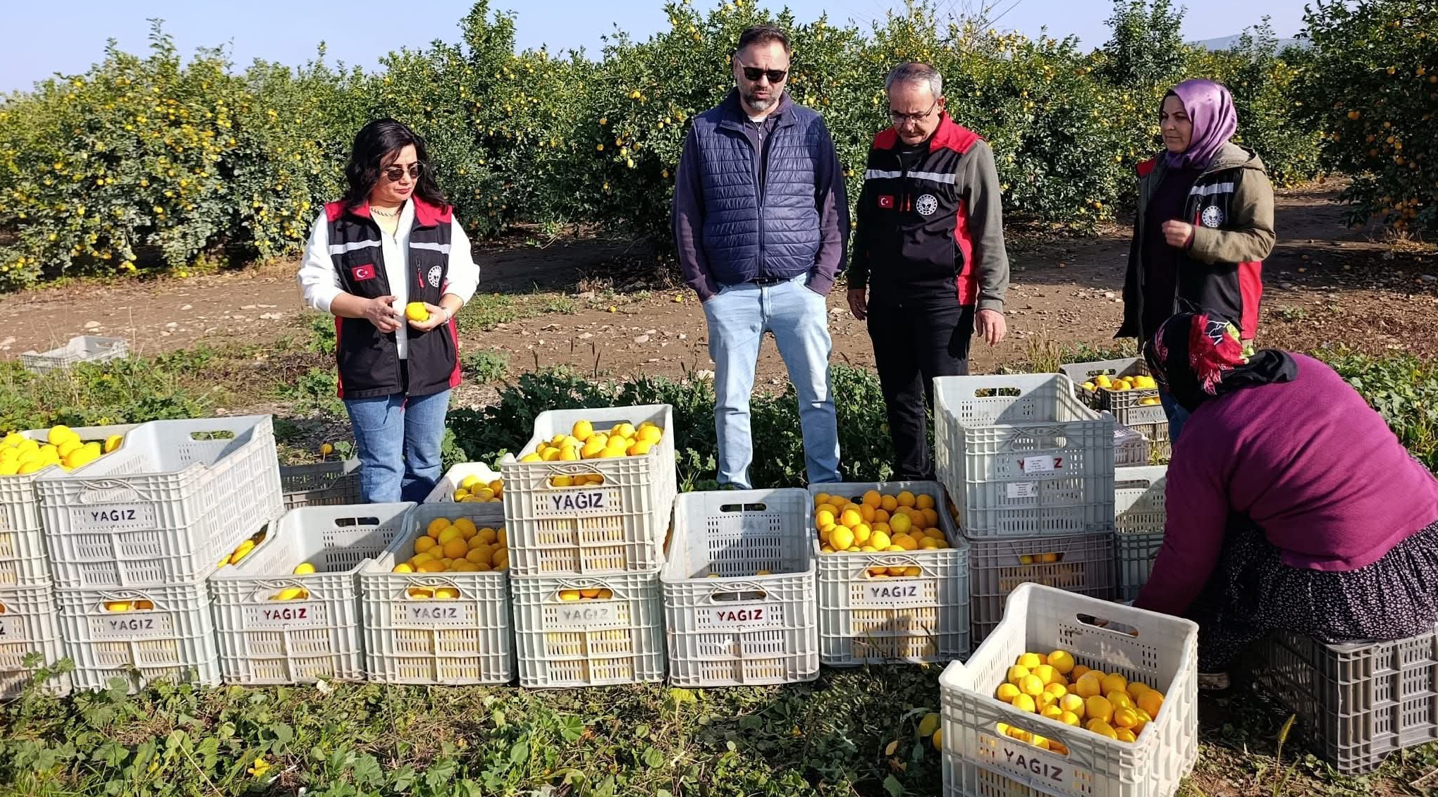 KOZAN İLÇE TARIM HER YERDE: SAHADA ANLIK İZLEME VE MÜDAHALE