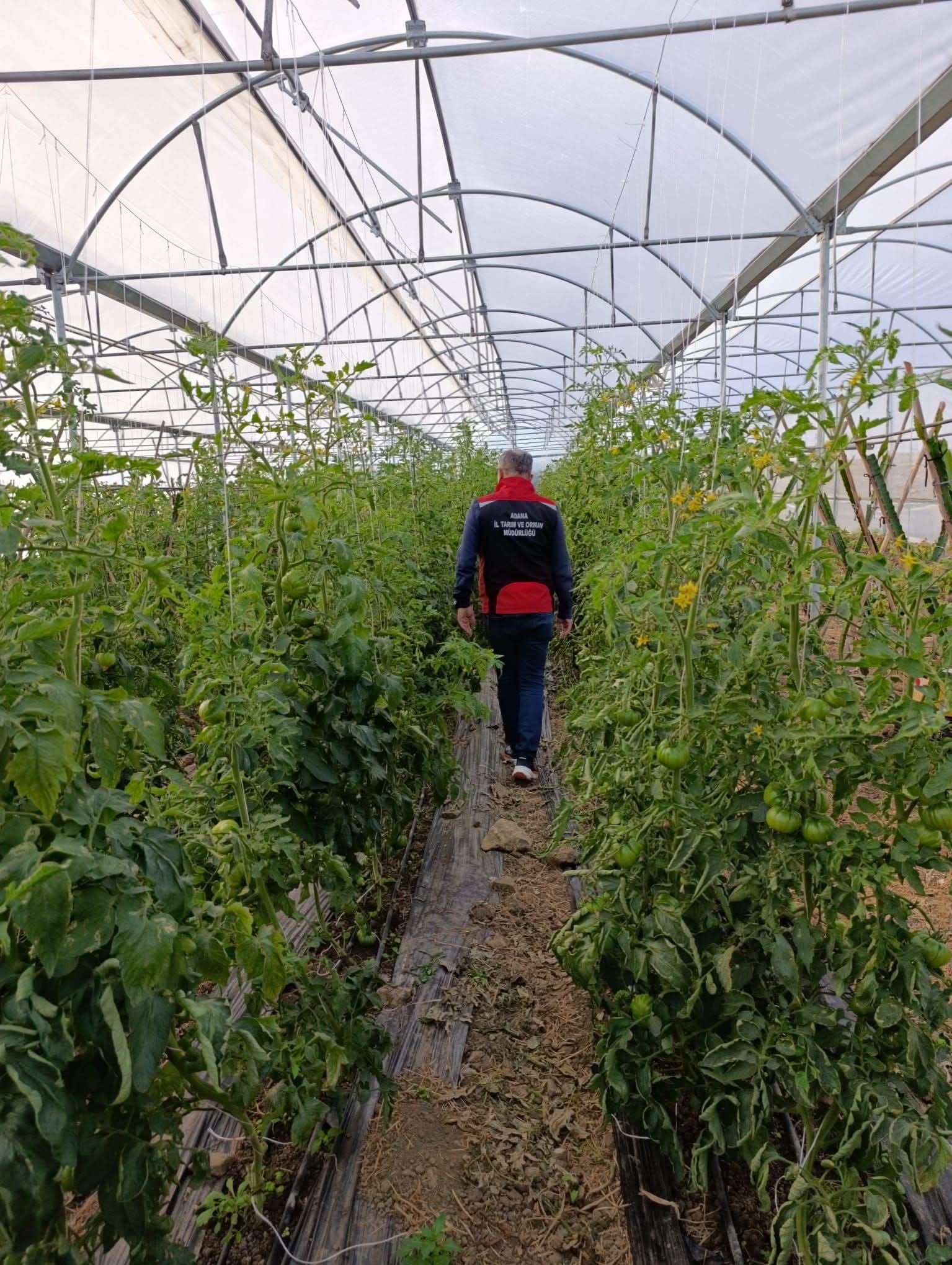 KOZAN’DA SAHADA HASTALIK VE ZARARLI KONTROLLERİ ARALIKSIZ SÜRÜYOR