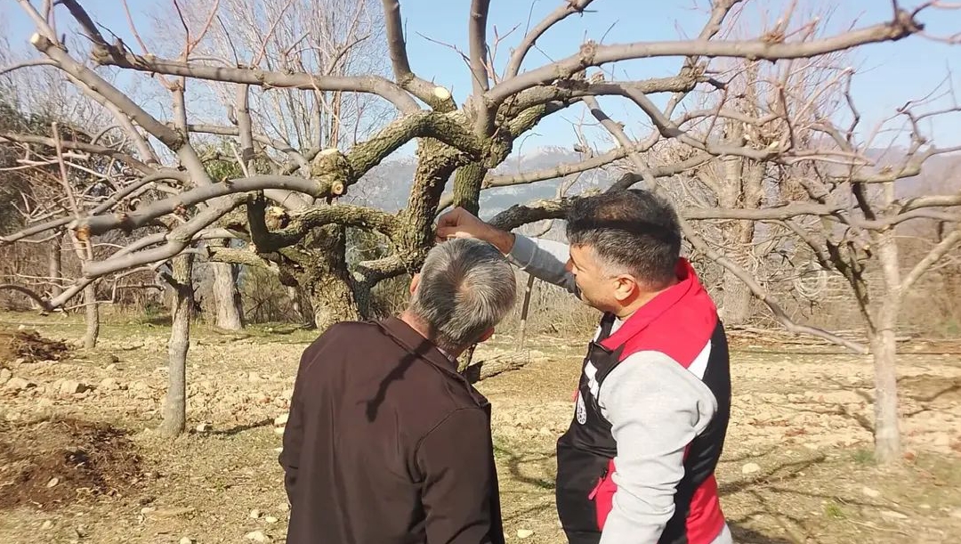 KOZAN’DA AKDENİZ MEYVE SİNEĞİNE KARŞI SAHADA YOĞUN MÜCADELE
