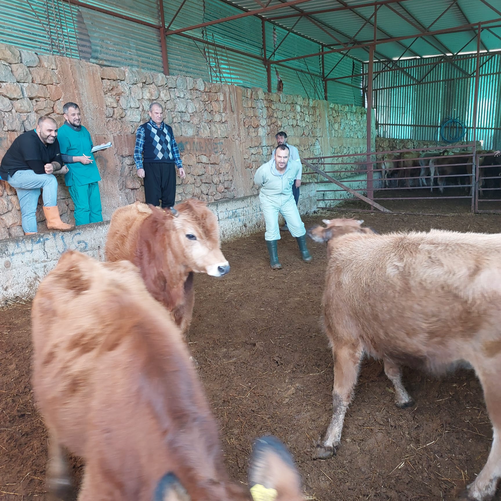 Yerli Güney Sarısı’na Destek: Kozan’da Genetik Miras Koruma Altında