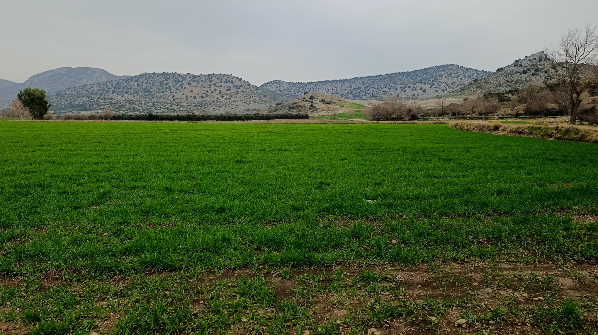 Kozan’da Yağış Sonrası Tarım Arazilerinde Saha İncelemesi