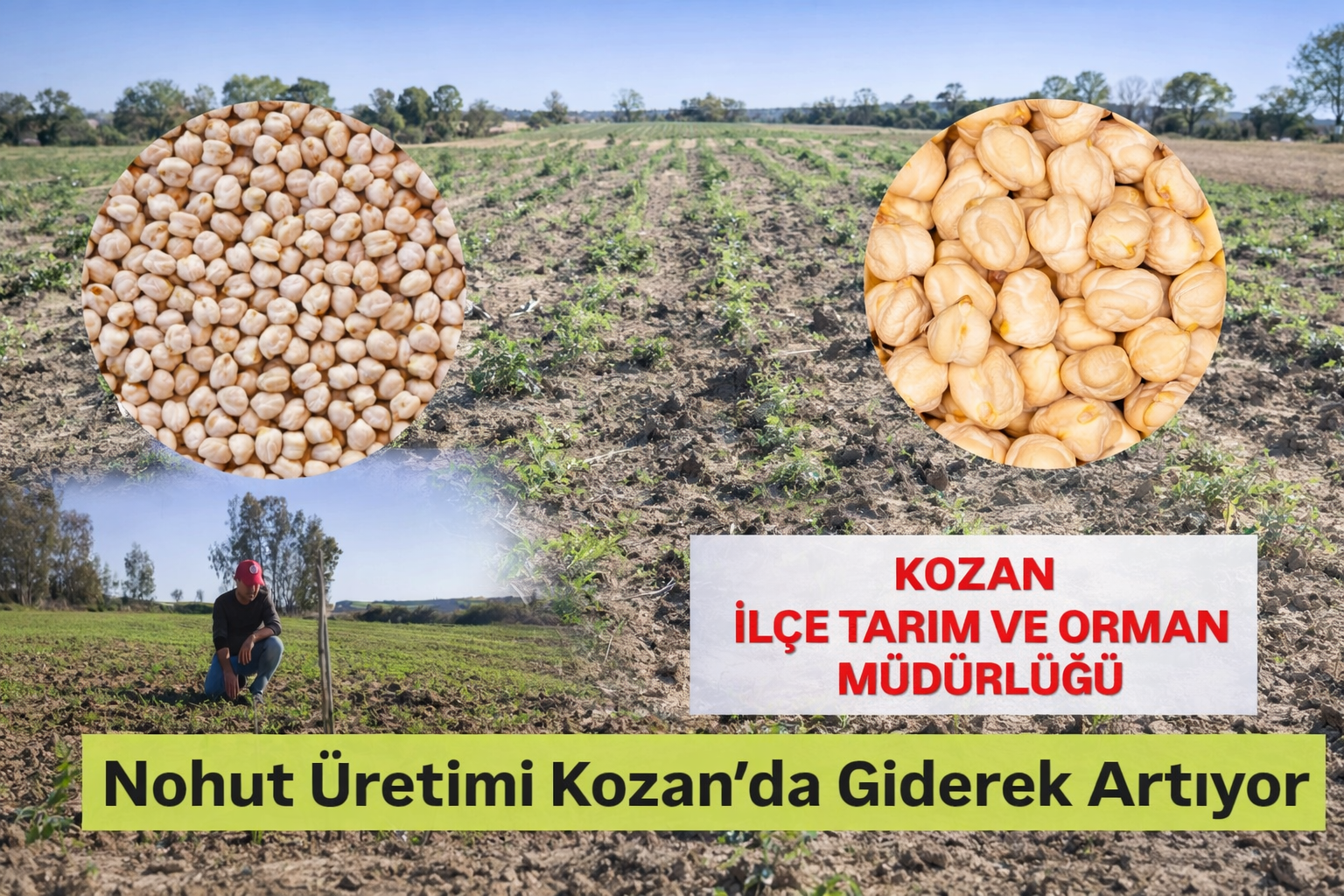 KOZAN’DA NOHUT ÜRETİMİ HER GEÇEN YIL ARTIYOR