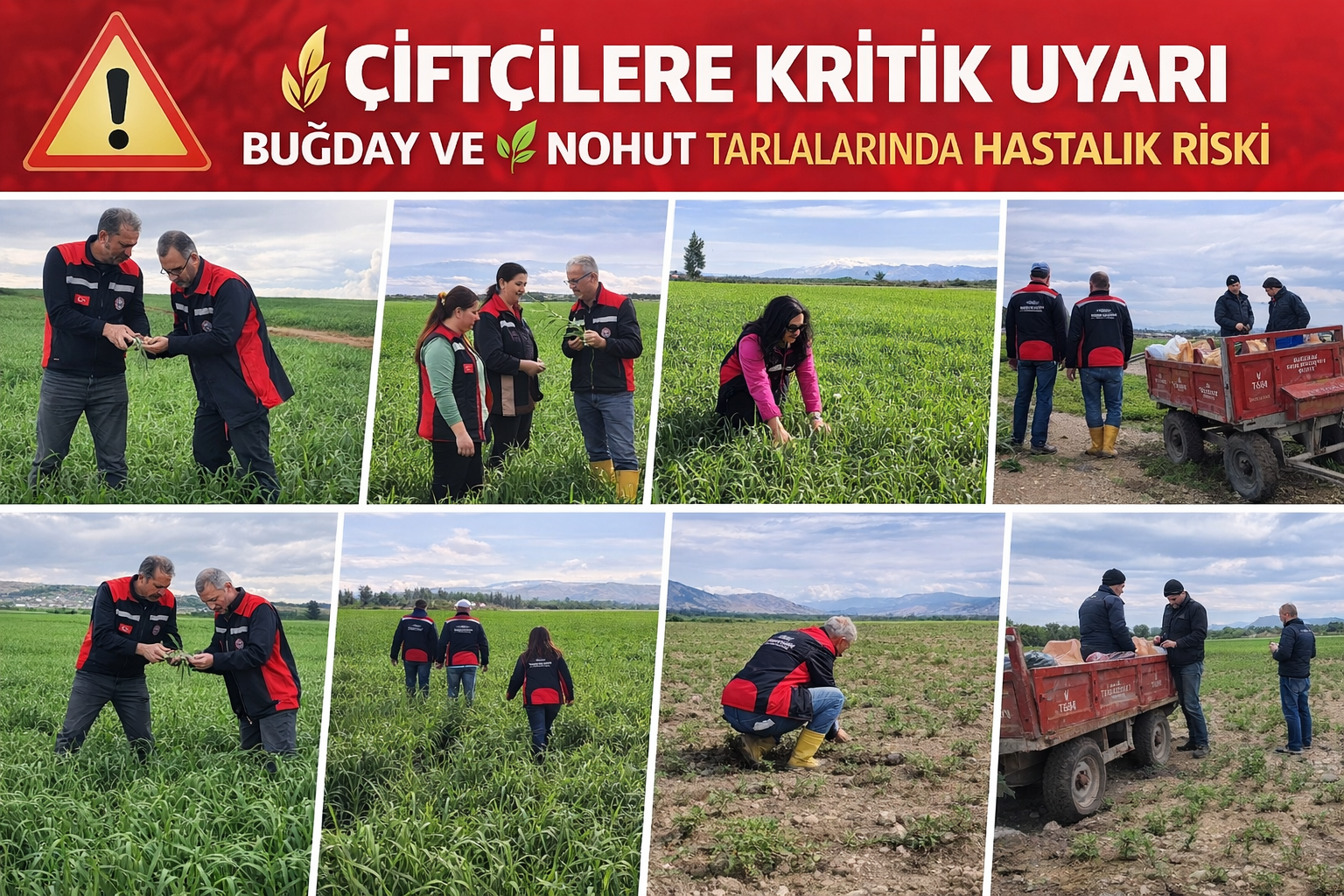 ÇİFTÇİLERE KRİTİK UYARI 🌾 BUĞDAY VE  NOHUT TARLALARINDA HASTALIK RİSKİ
