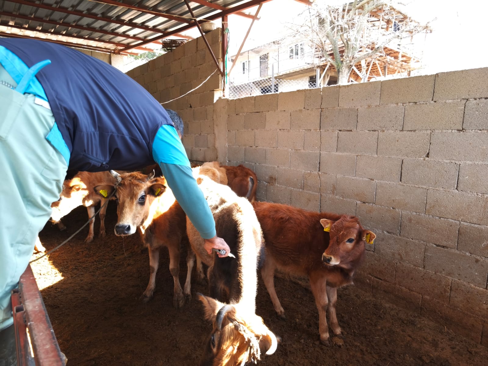 Yerli Güney Sarısı Irkına Kimliklendirme ve Aşılama Desteği Sürüyor