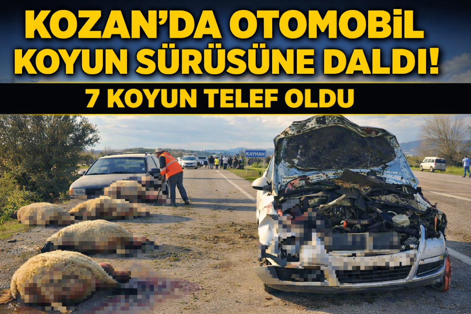 Kozan’da otomobil koyun sürüsüne daldı: 7 koyun telef oldu