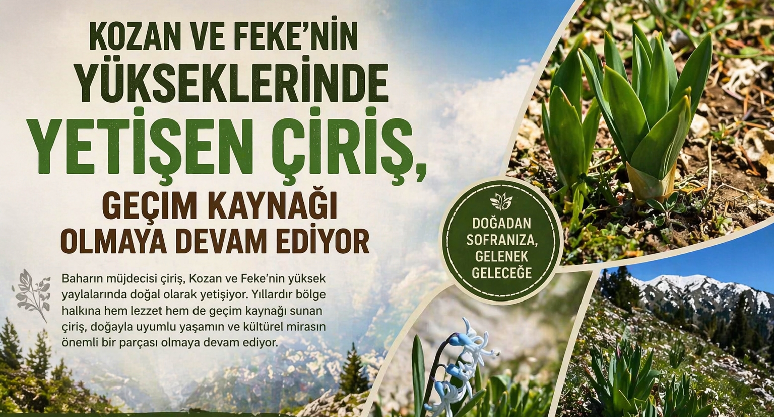 KOZAN VE FEKE’NİN YÜKSEKLERİNDE YETİŞEN ÇİRİŞ, GEÇİM KAYNAĞI OLMAYA DEVAM EDİYOR