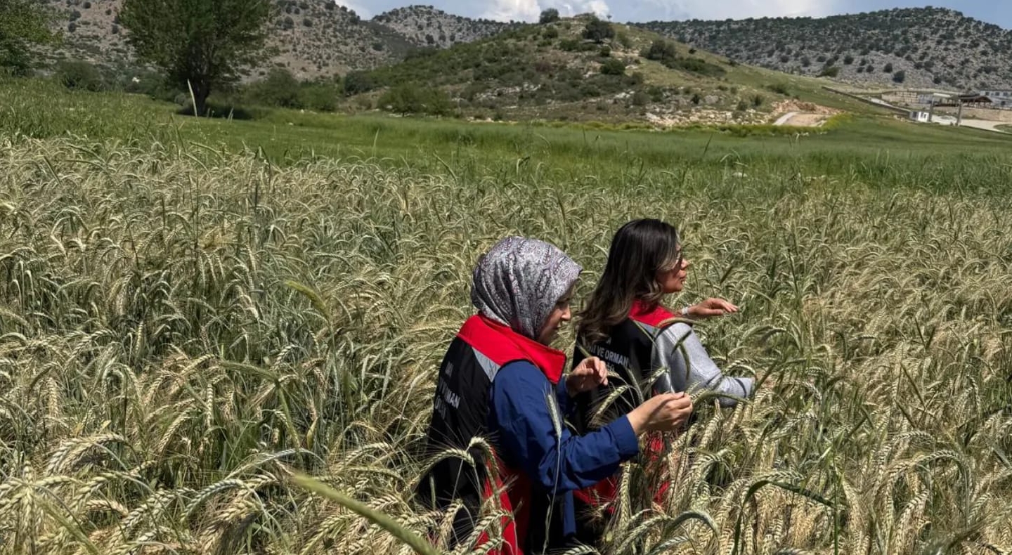 KOZAN’DA TARIMSAL ÜRETİM YAKIN TAKİPTE: HASTALIK VE ZARARLILARA ERKEN MÜDAHALE